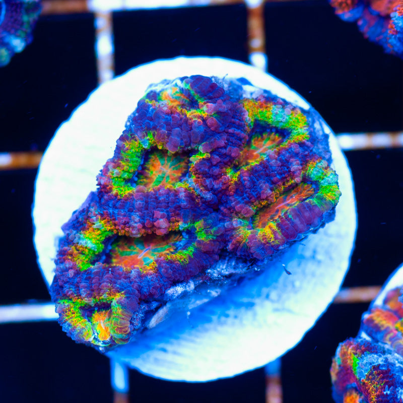 Uber Ultra Acan #1