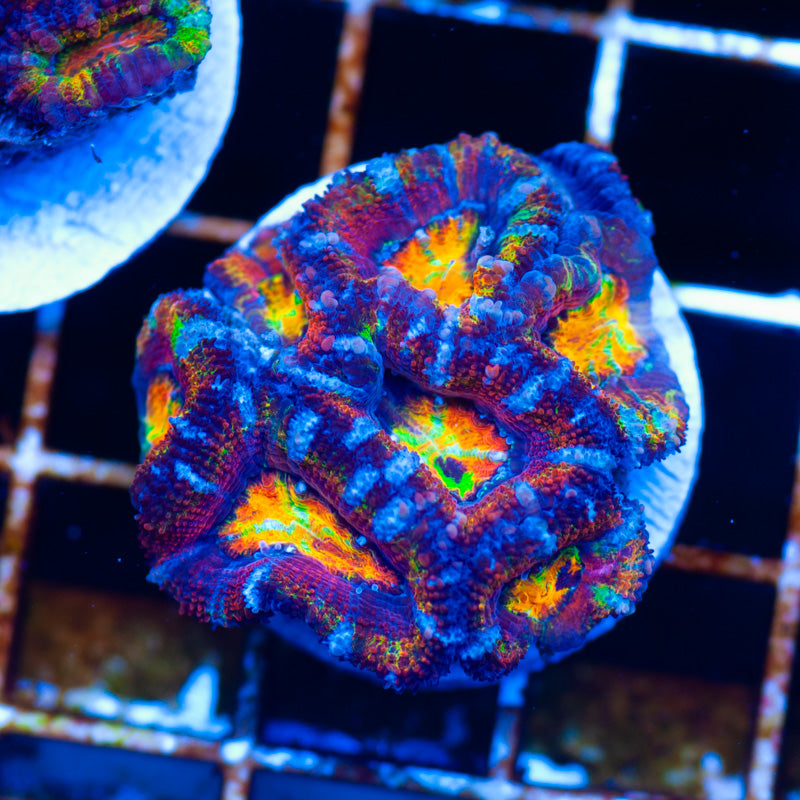 Uber Ultra Acan #2