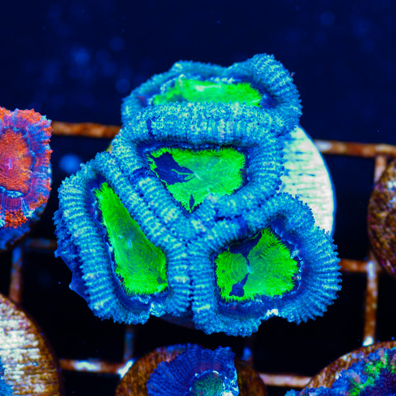 I am a Cool Acan #1