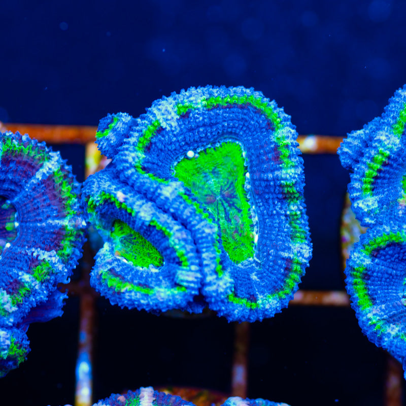 Sexy Duo Acan