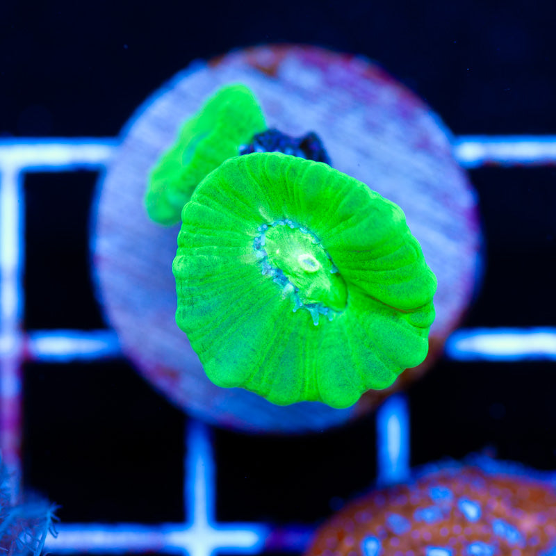 Kryptonite Candy Cane