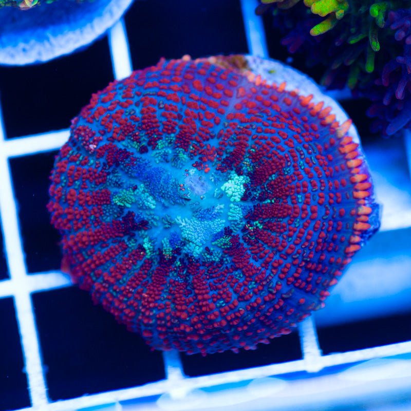 CC Masterpiece Rhodactis