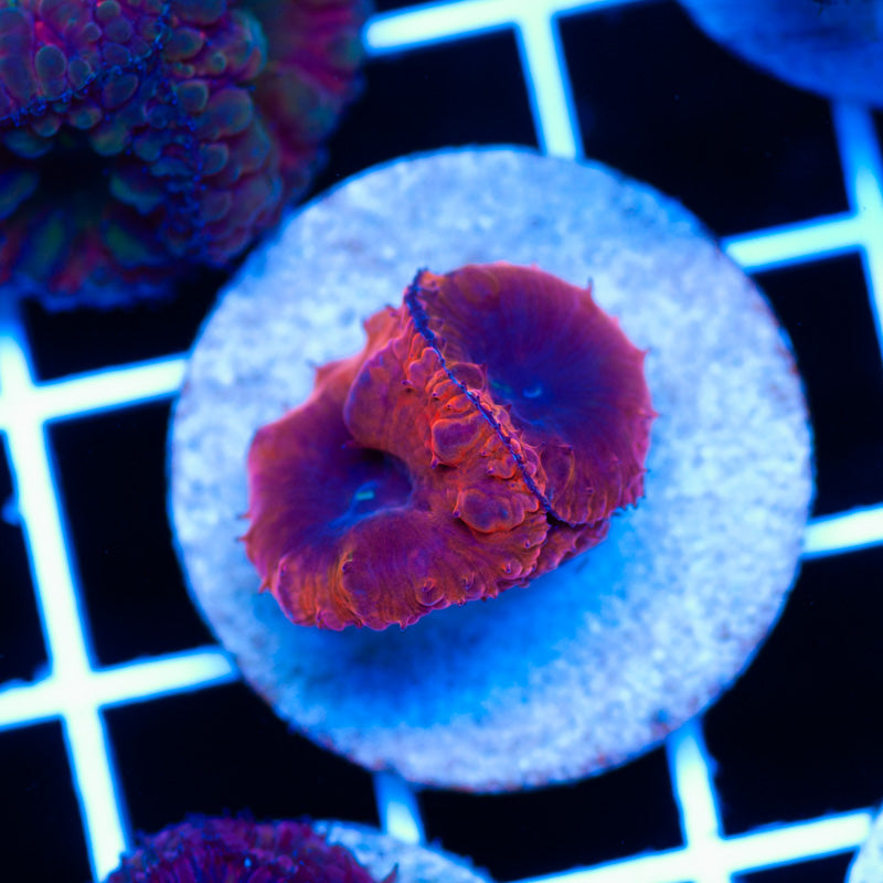 CC Orange Rainbow Blastomussa
