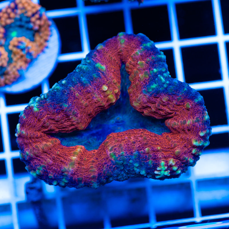Wicked Aussie Lobophyllia