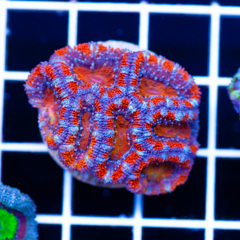 Awesome Aussie Acan #3