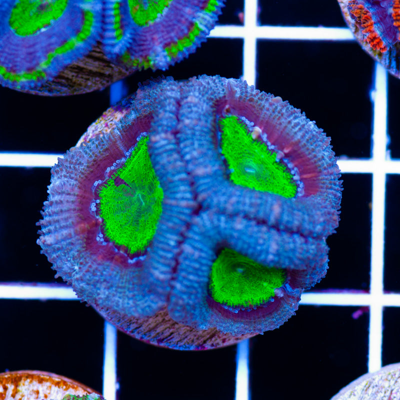 Awesome Aussie Acan #12