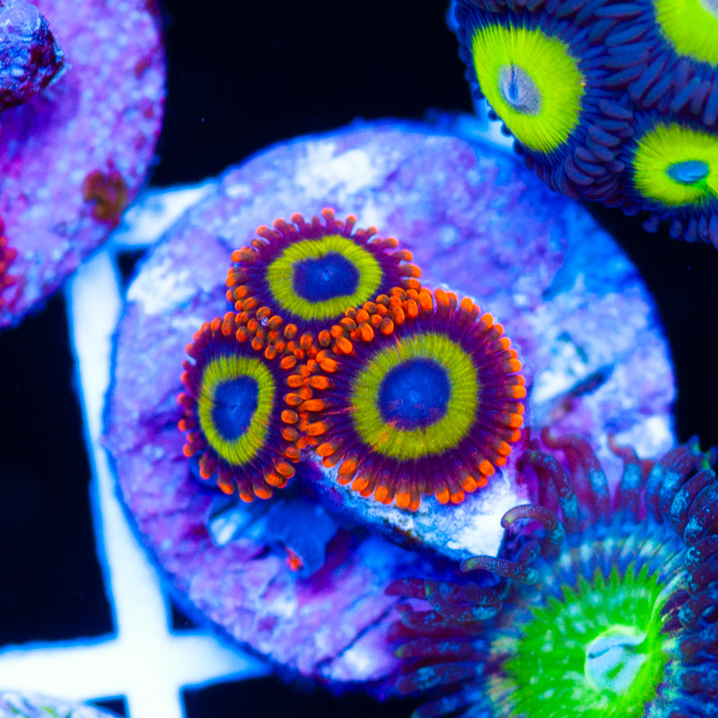 OG Fruit Loop Zoanthids