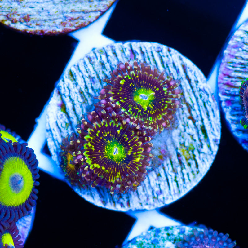 OG Grim Reaper Zoanthids #1