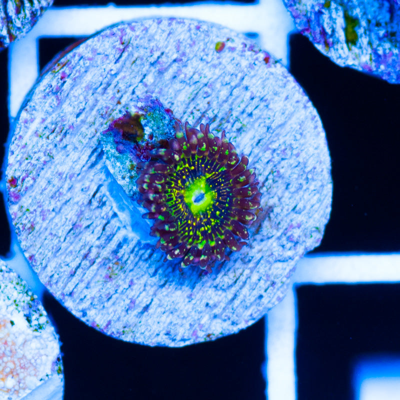 OG Grim Reaper Zoanthid #2