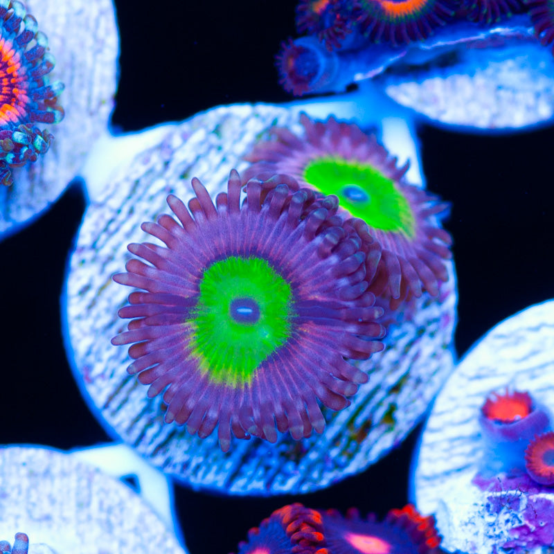 OG Chuckies Bride Zoanthids