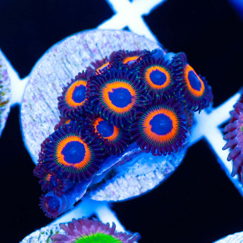 Johnnys Sea Pumpkin Zoanthids