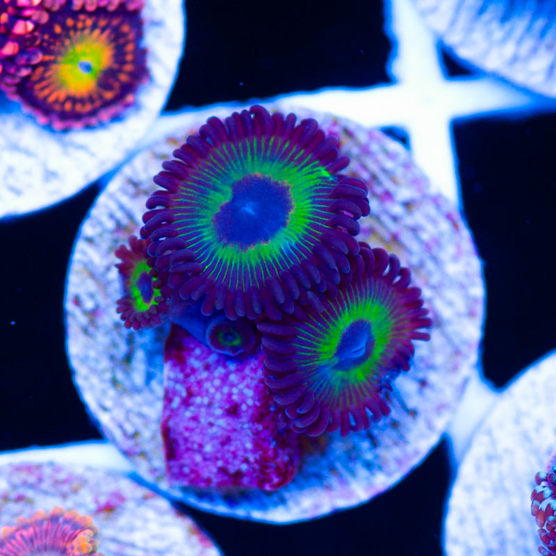 WWC Bob Marley Zoanthids