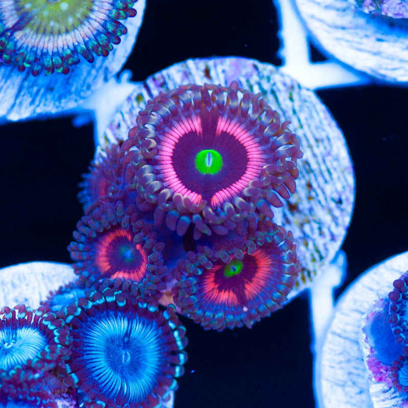 Lord of the Rings Zoanthids