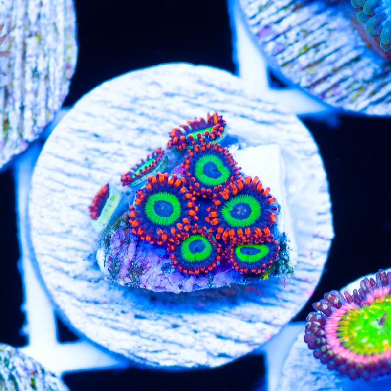 OG Emeralds on Fire Zoanthids