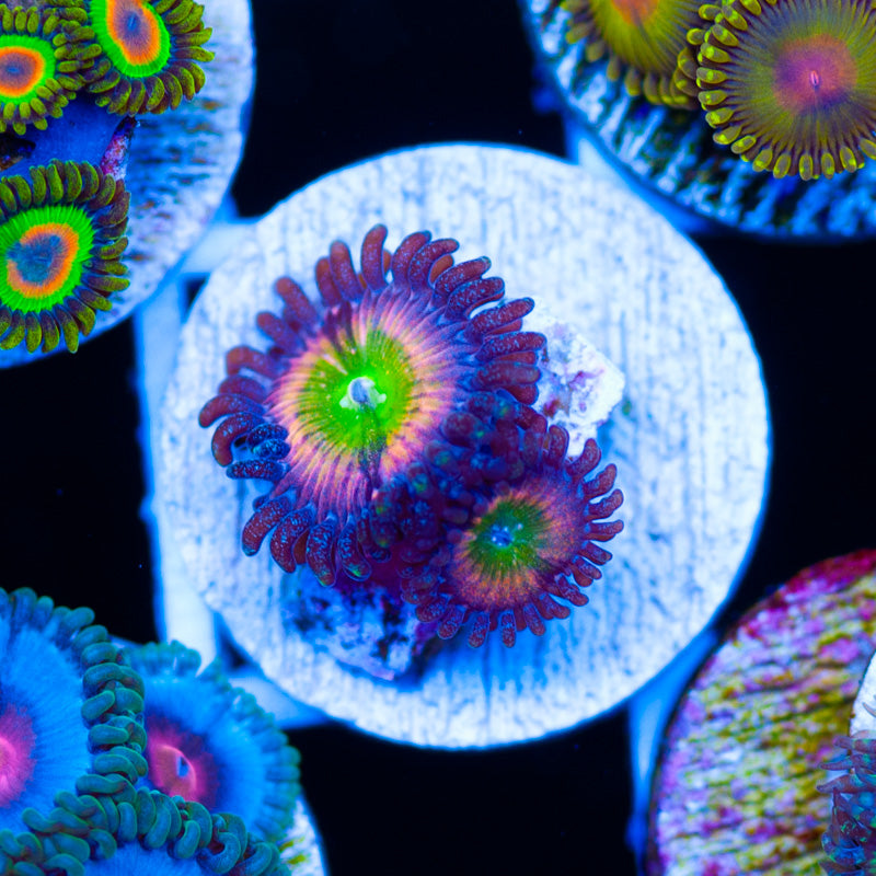 Raptors Rainbow Zoanthids