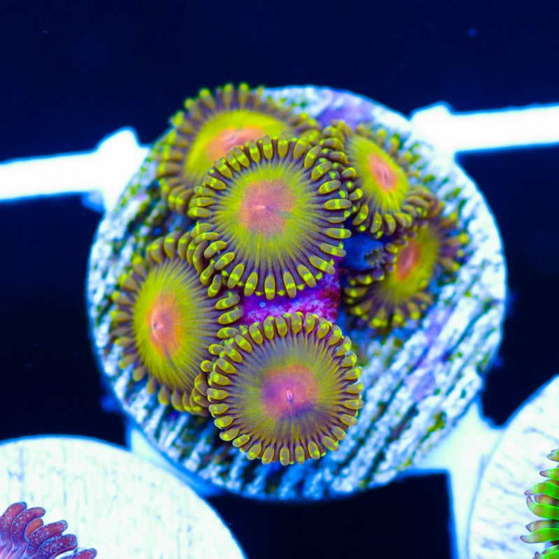 WWC Golden God Zoanthids