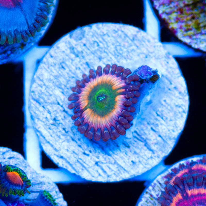CB Rainbow Infusion Zoanthid #1
