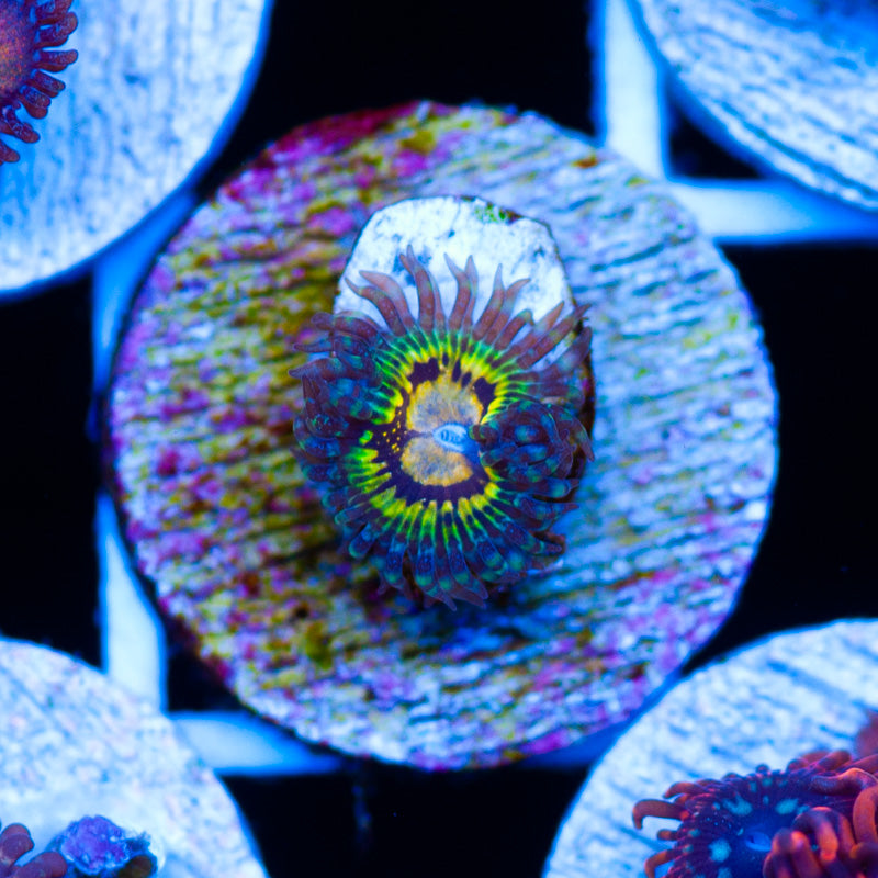 GB Butt Muncher Zoanthid