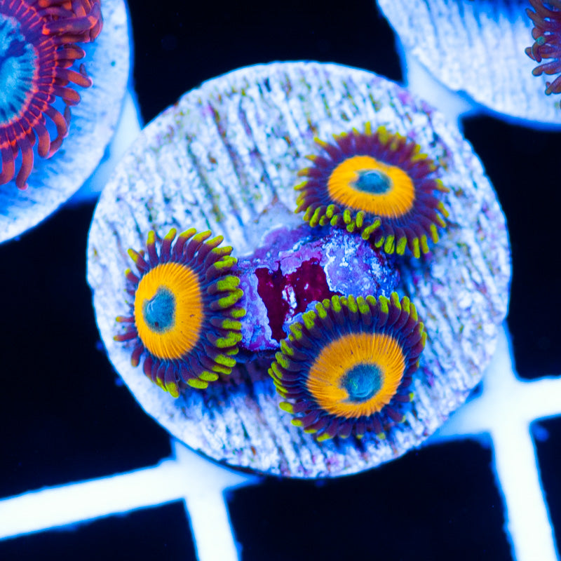 OG Scrambled Egg Zoanthids #2