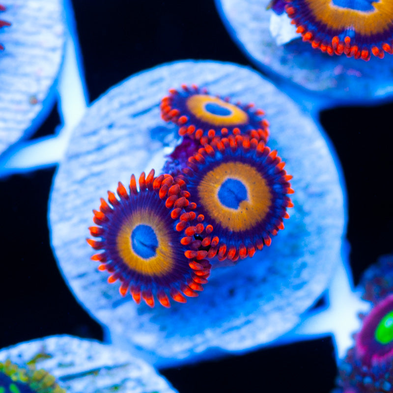 OG Blondies Zoanthids