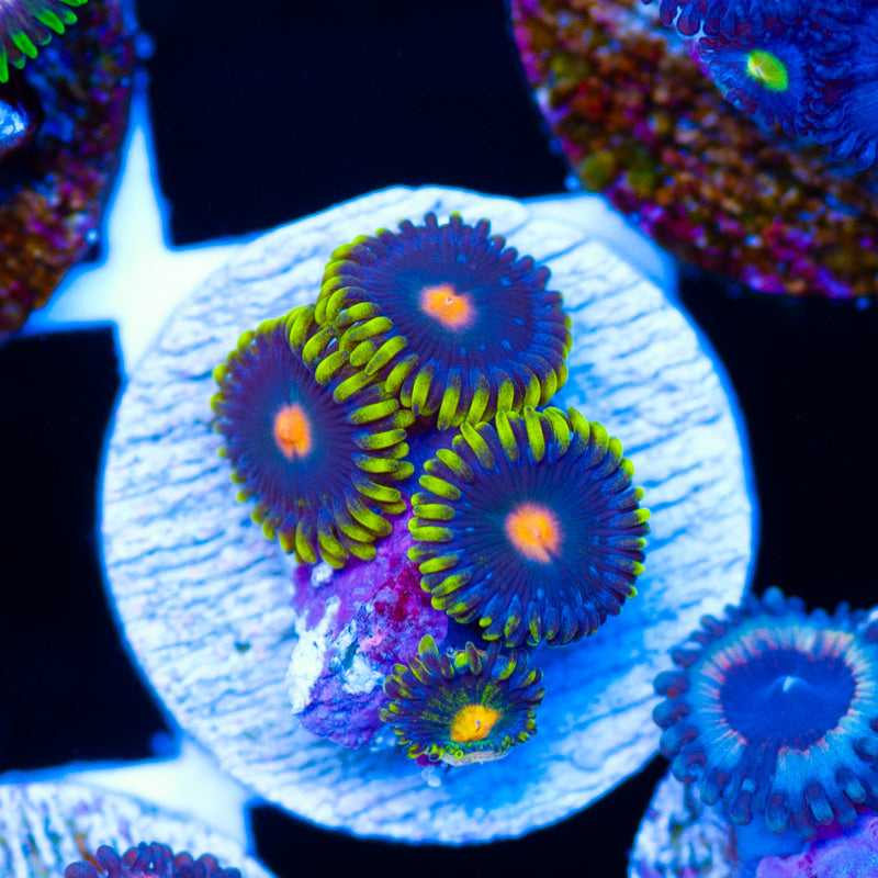 CC Yellow Skirt Zoanthids