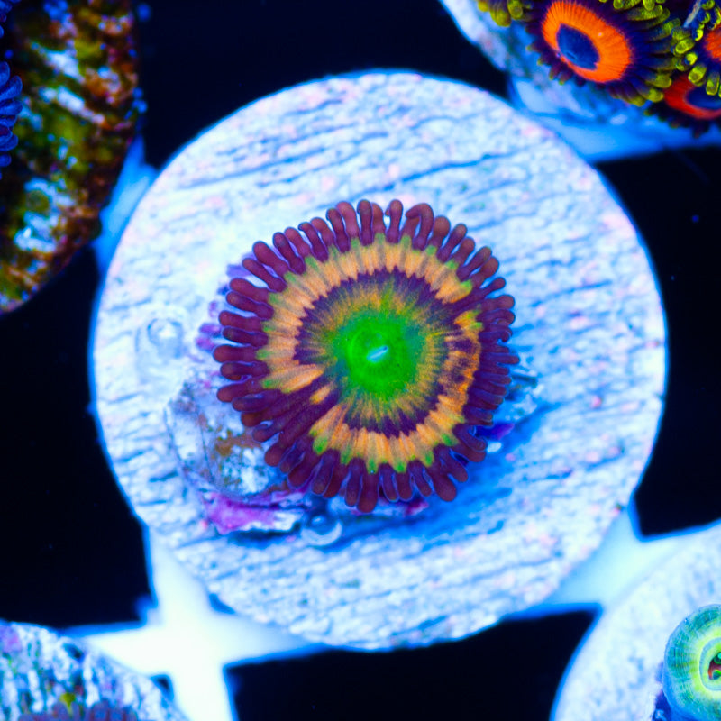 Gonzos Citrus Cooler Zoanthids