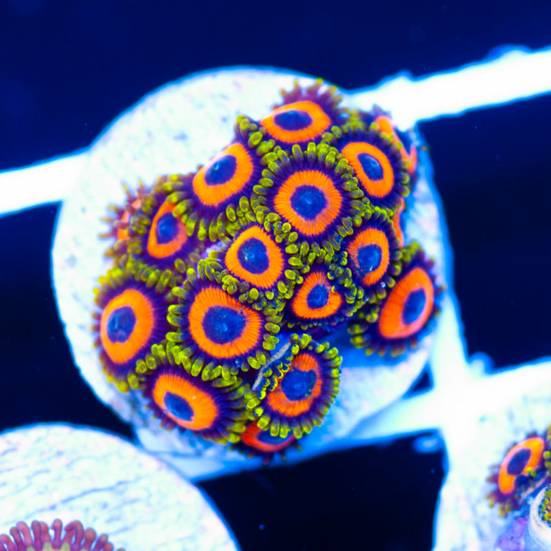 OG Jungle Juice Zoanthids