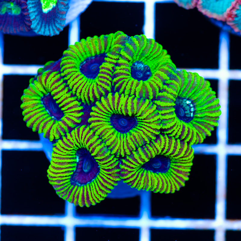 Aussie Sleestack Favia