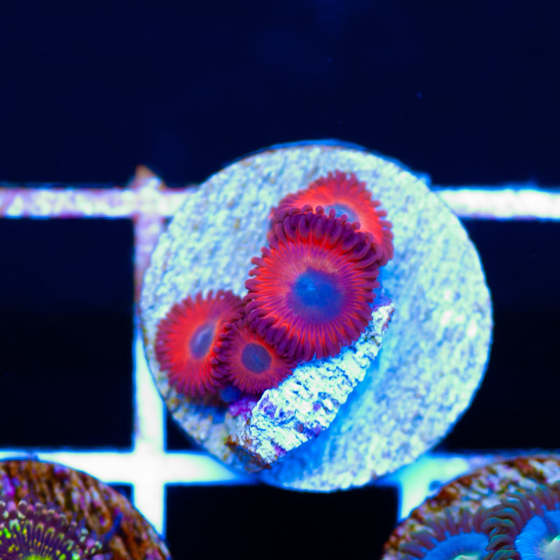 Keds Reds Zoanthids