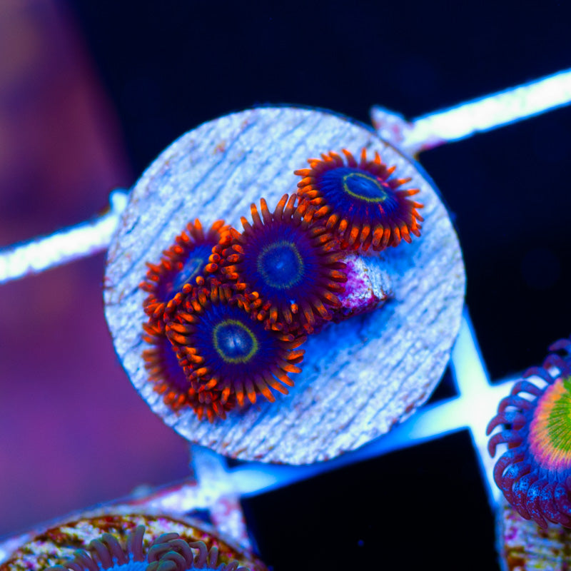 OG Rainbow Hornet Zoanthids