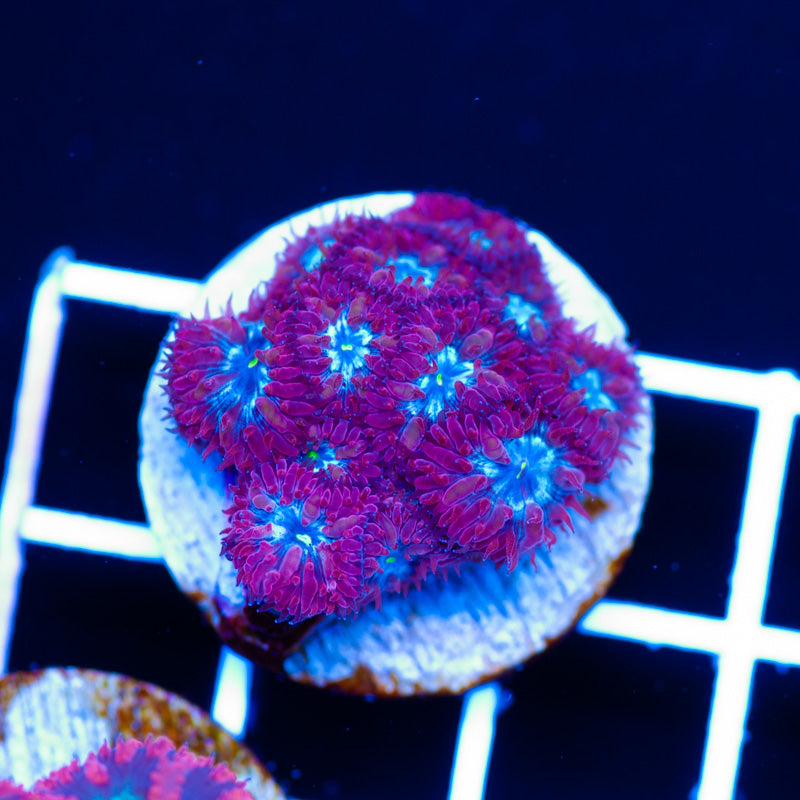 JF Knockout Blastomussa Merletti