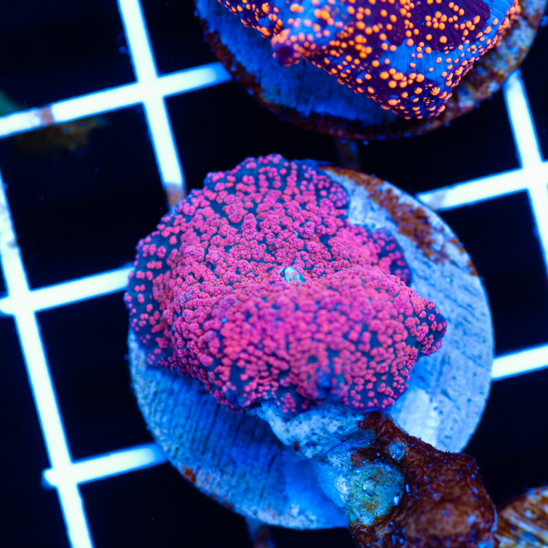 CC Pink Interstellar Discosoma