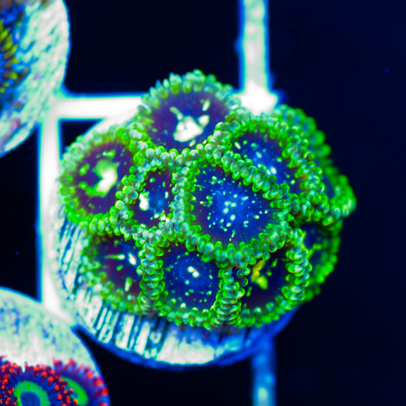 Exosphere Zoanthids #1