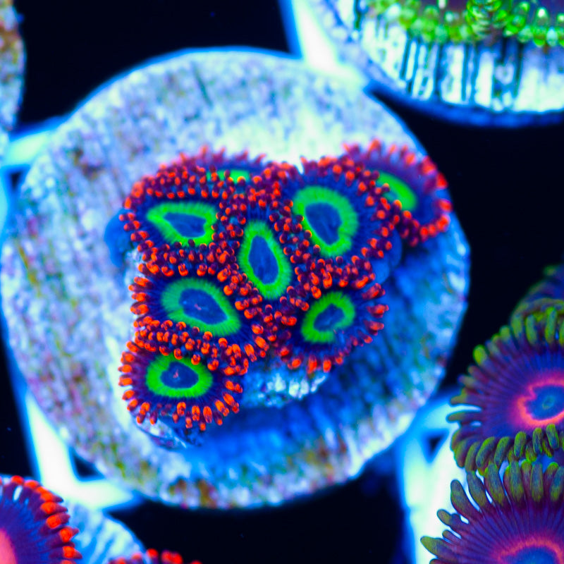 Emeralds on Fire Zoanthids