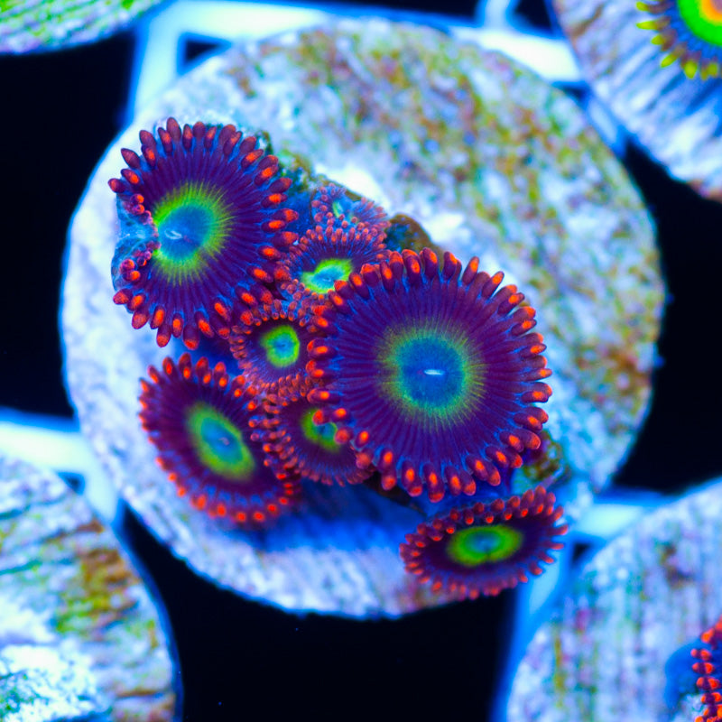 Circus Zoanthids