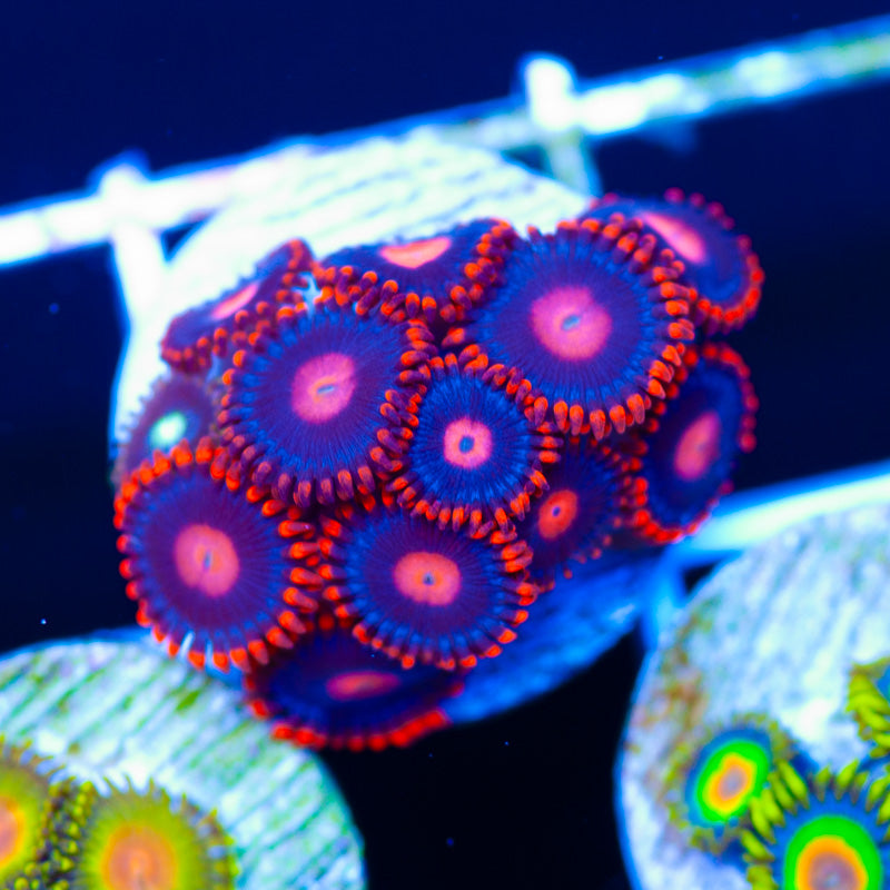 Clementine Zoanthids