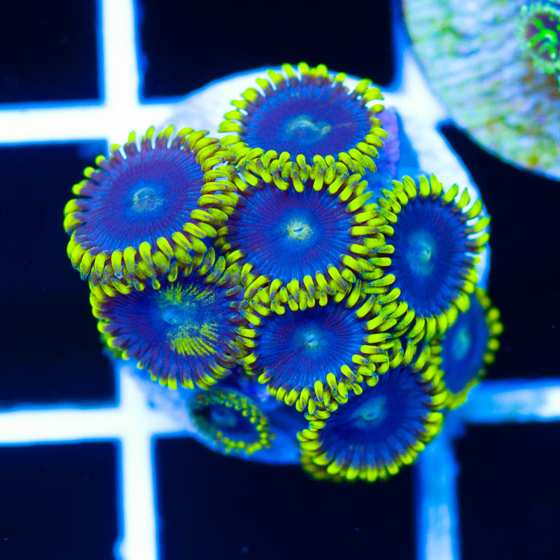 CC Bahama Blue Zoanthids