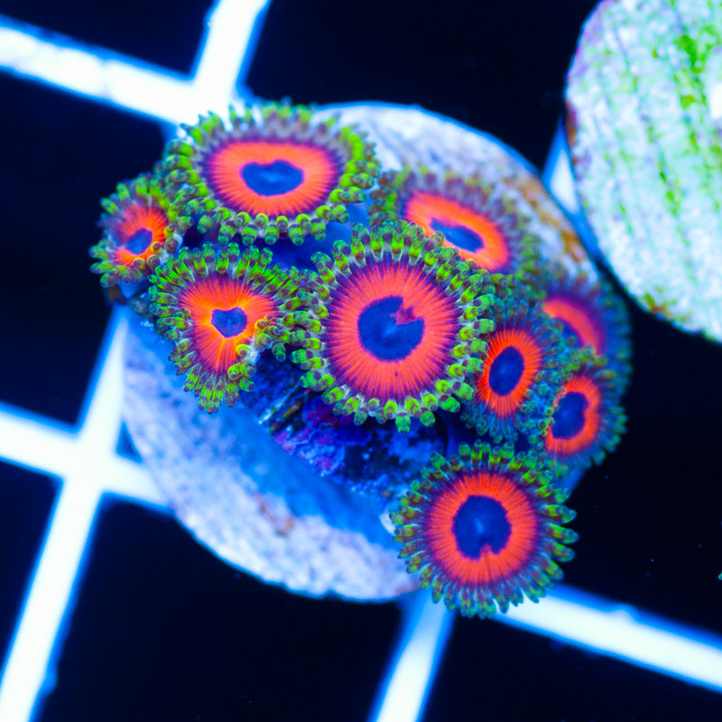 Dragon Eye Zoanthids