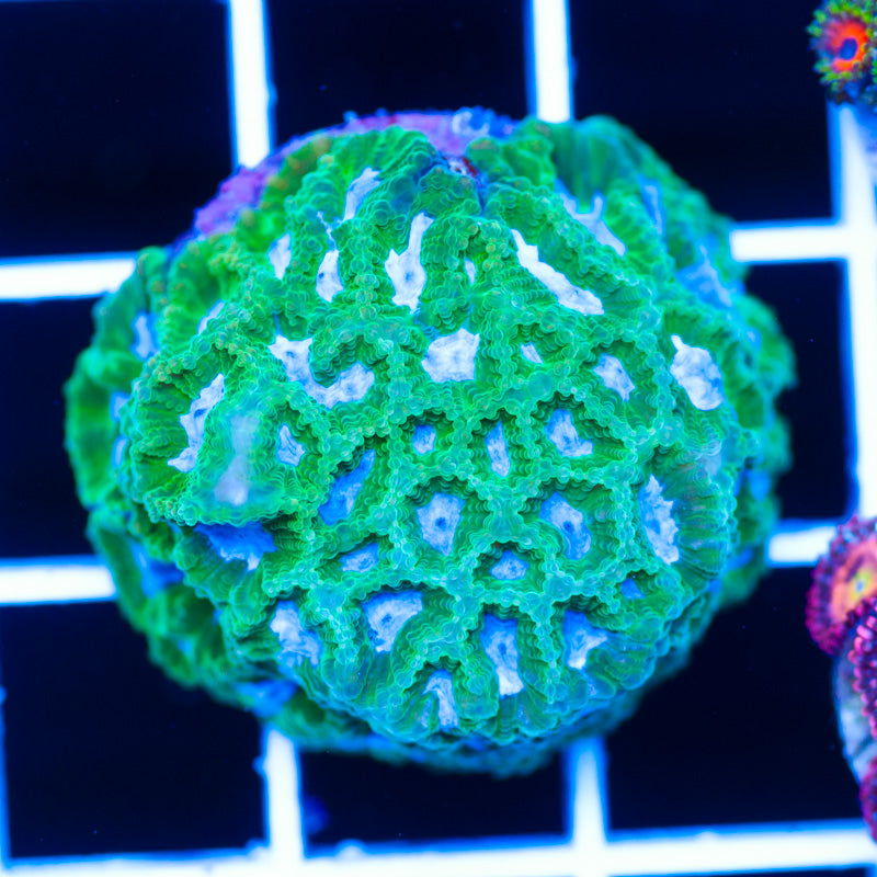 CC Midori Melon Favia