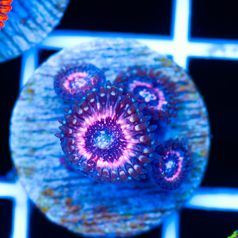 Pink Zipper Zoanthids