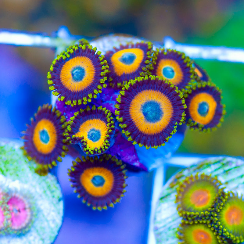 Scrambled Egg Zoanthids