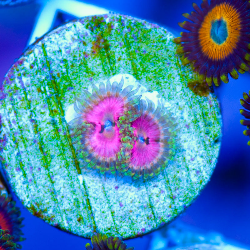 Space Chaos Zoanthids