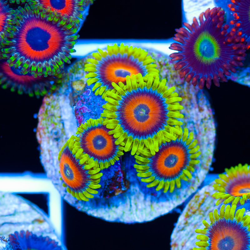 CC Everlasting Sunshine Zoanthids