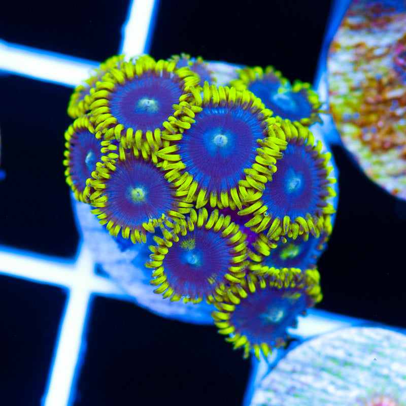 CC Bahama Blue Zoanthids