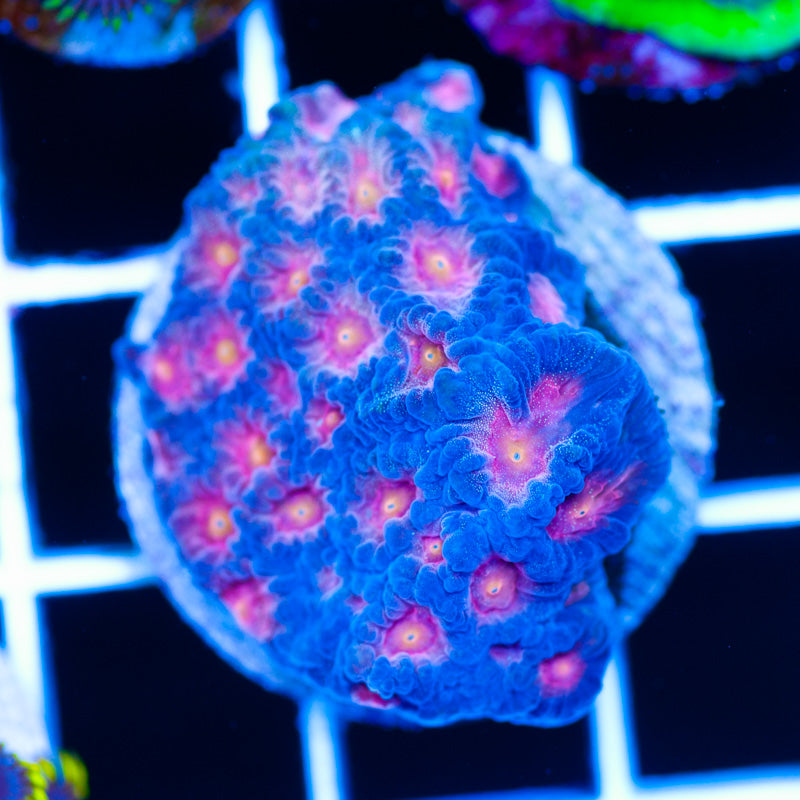 CC Space Cakes Favia