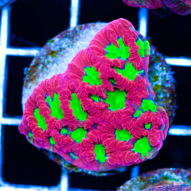 CC Wild Cherry Favia