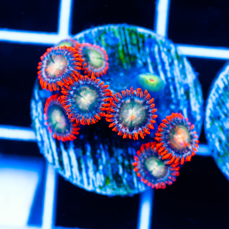 Firepower Zoanthids