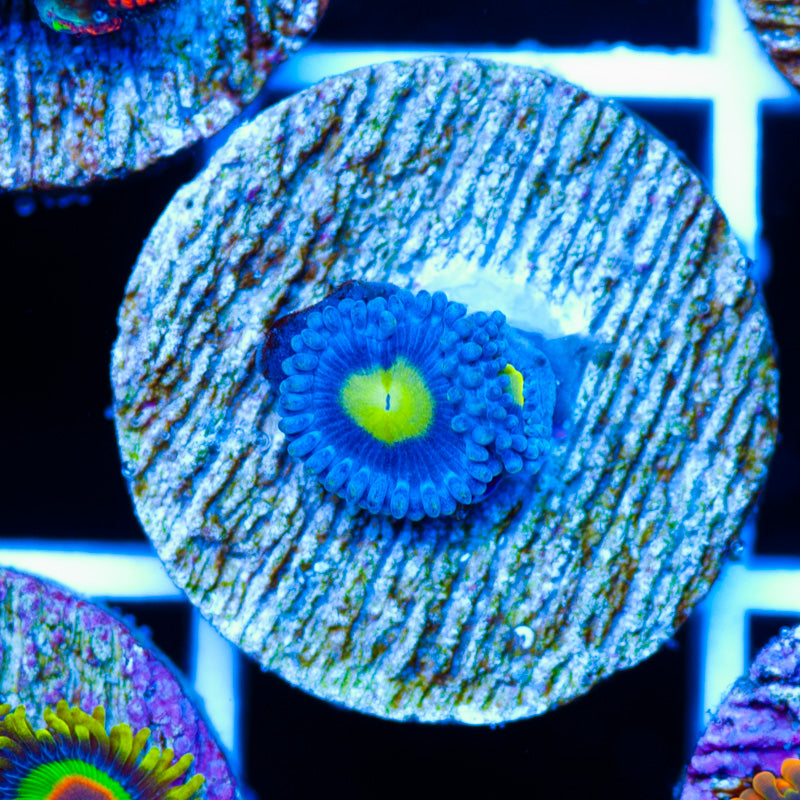 CC Ultimate AOI Zoanthids