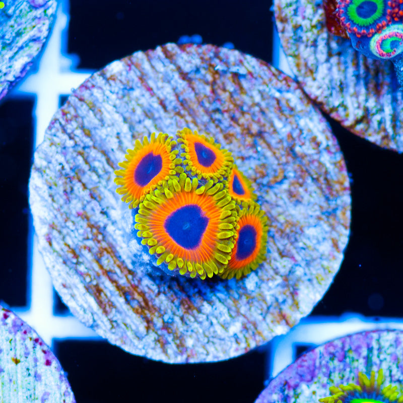 OG Great Owl Zoanthids