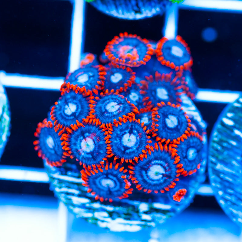 OG Snitch Zoanthids